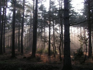 forest